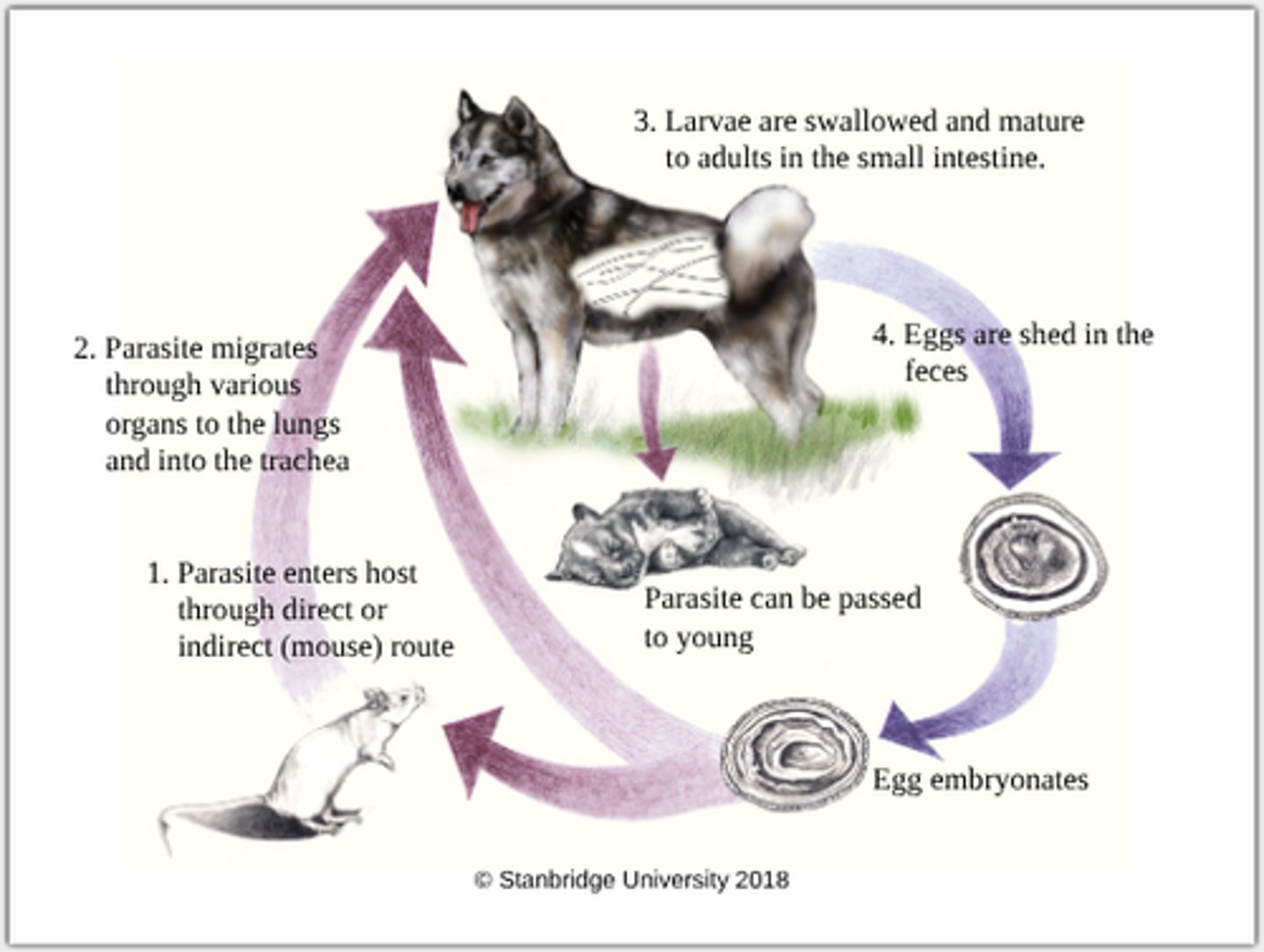 knowt flashcard image