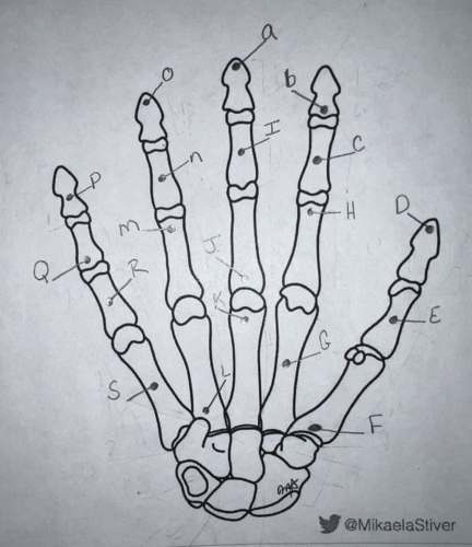 <p>Using the long form, what is the name of this carpal? (labeled “E”)</p>