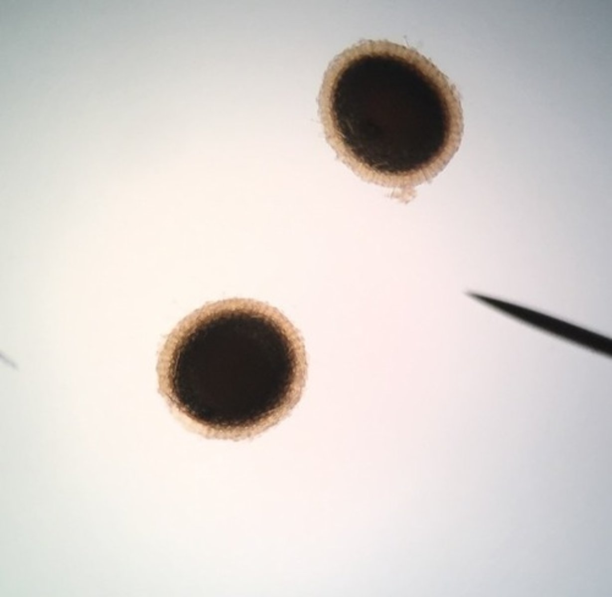 <p>Specialized reproductive structures containing a cluster of cells surrounded by a protective layer of spicules. They serve as a means of asexual reproduction, allowing sponges to survive harsh environmental conditions by forming dormant stages that can later develop into new individuals.</p>