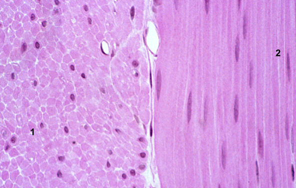 <p>Why are the cells considered “smooth”? </p>