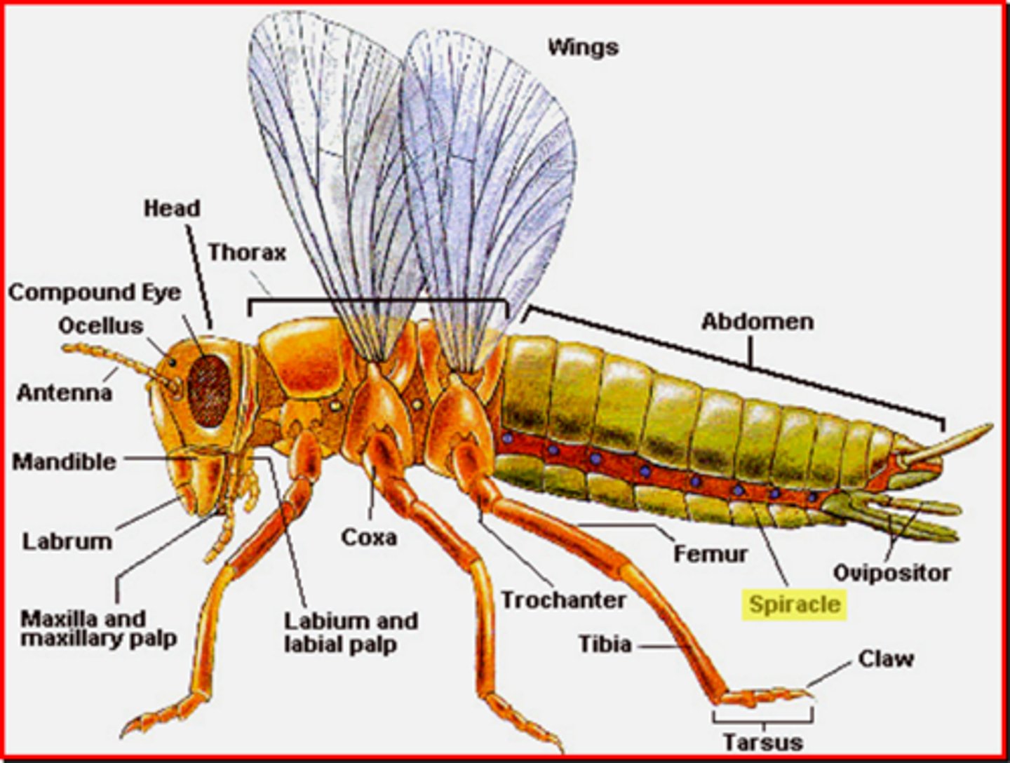 knowt flashcard image