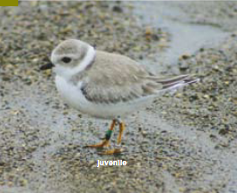 <p><span><span>Charadrius melodus </span></span></p>