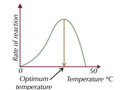 <p>the enzymes work at an optimum temperature of 30-40℃</p>