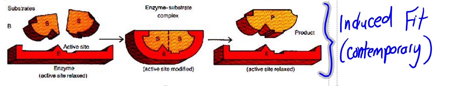 <p>Induced Fit Model (today)</p>
