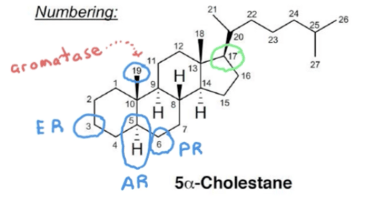 <p>Seen on 5α-cholestane, position 17 is important as well as position ___ (which is removed by aromatase)</p>