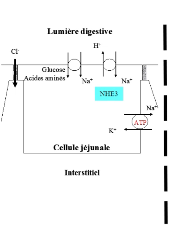 <p>Entrée du sodium se fait en post-prandial :</p><ul><li><p>Par un transport actif via un couplage avec l'entrée glucose, des acides aminés, du phosphate (dans la lumière digestive)</p></li><li><p>A ce niveau-là il y a absorption des nutriments</p></li><li><p>Au travers de l'échangeur NHE3 (H+-Na+)</p></li></ul>