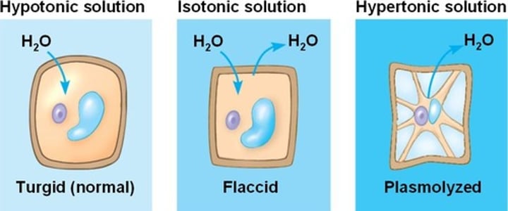 <p>Plant cells that've lost so much water that the cell membrane begins to pull away from the cell wall</p>