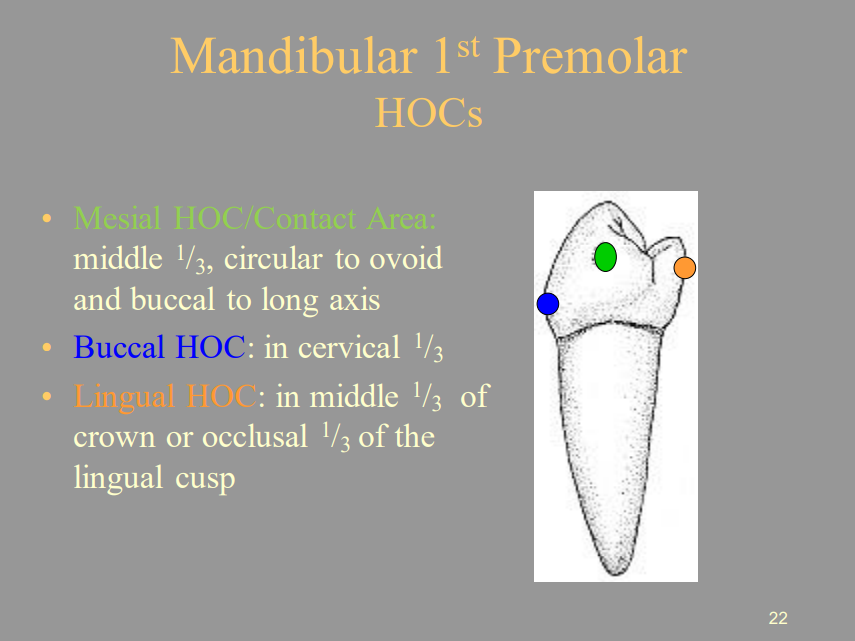 <p>A) Occlusal 1/3 </p><ul><li><p> in middle 1/3 of crown or occlusal 1/3 of the lingual cusp</p></li></ul>