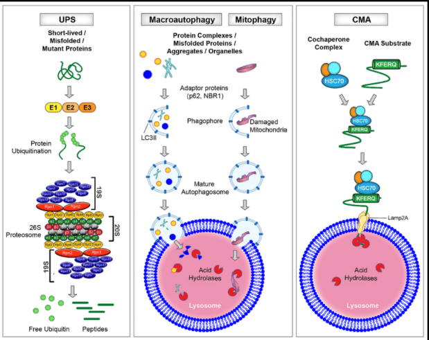 <ul><li><p>Ups</p></li><li><p>Macroautophagy</p></li><li><p>CMA</p></li></ul><p></p>