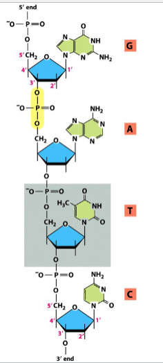 <p>formed from nucleotides (one of the 4 major organic molecules)</p><p>e.g. DNA, RNA</p><p>formed through phosphodiester bonds between nucleotides (highlighted in yellow)</p><p>results in a dinucleotide (or polynucleotide, if repeated) with 5’ to 3’ polarity</p>