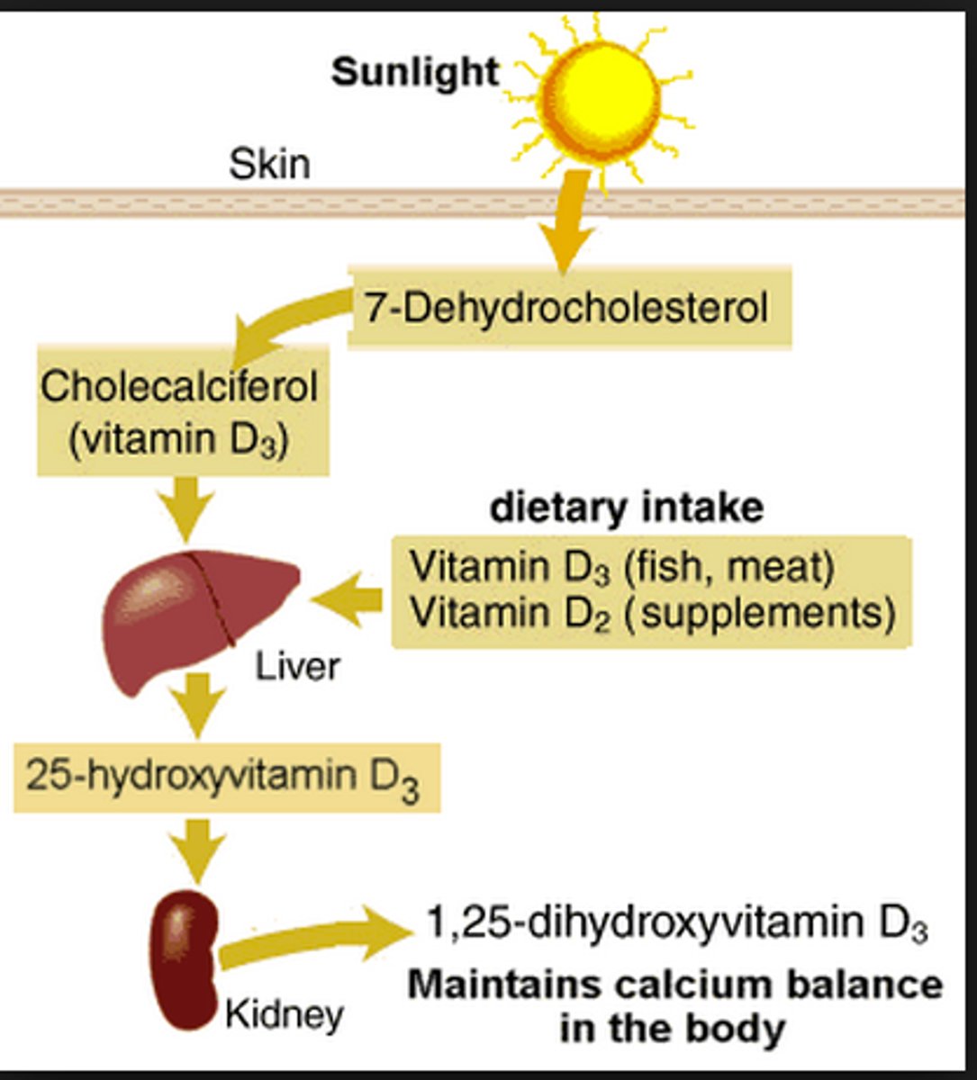 <p>- response to uv radiation on the skin -&gt; photochemical cleavage of 7-dehydrocholestorol -&gt; formation of vitamin D</p><p>- vit. D enters the circulation -&gt; bound to vit. D-binding protein (synthesized in liver) -&gt; hydroxylated in the liver</p><p>-&gt; 2nd hydroxylation in kidney to now be calcitriol</p>