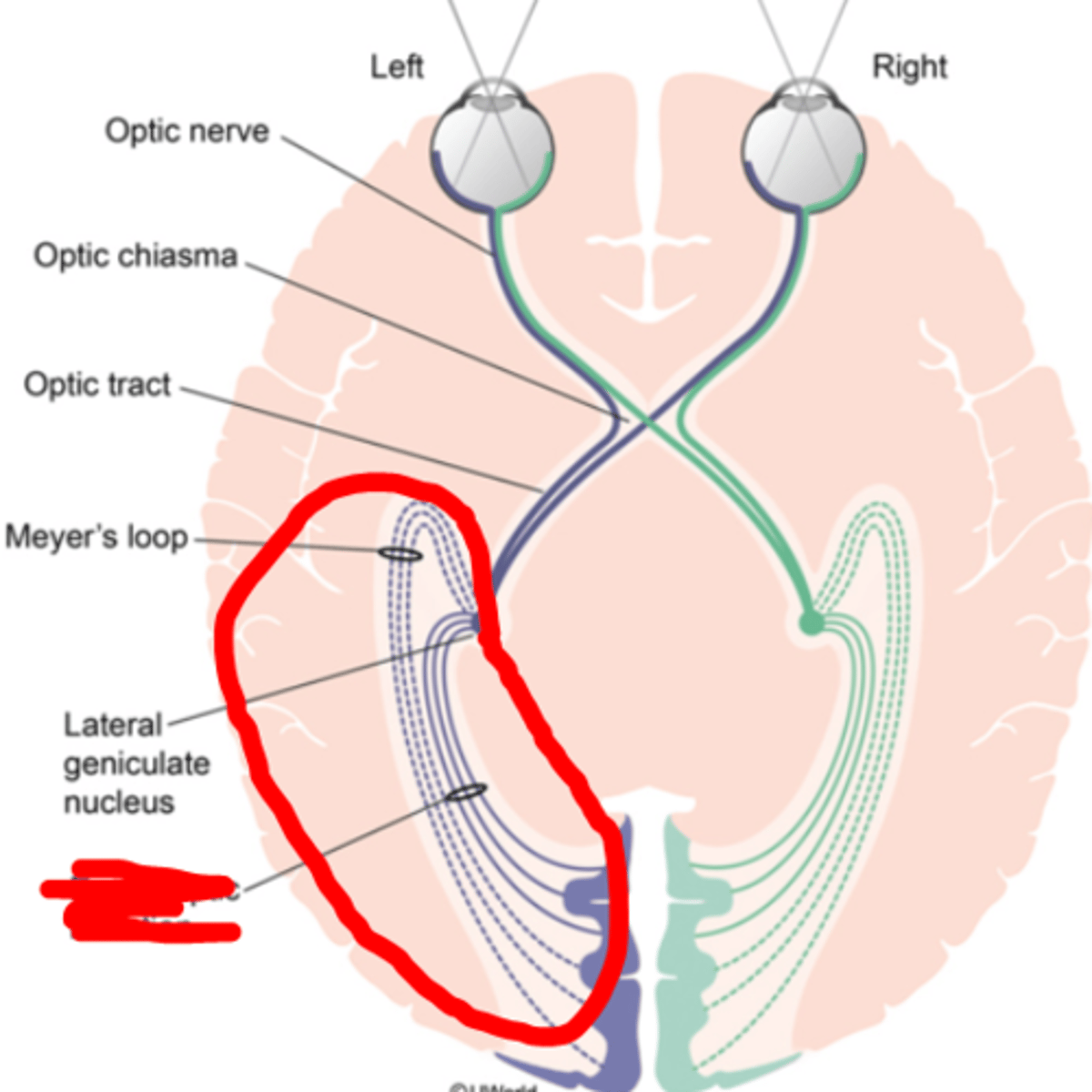 <p>fibers running from the LGN to the cortex</p>