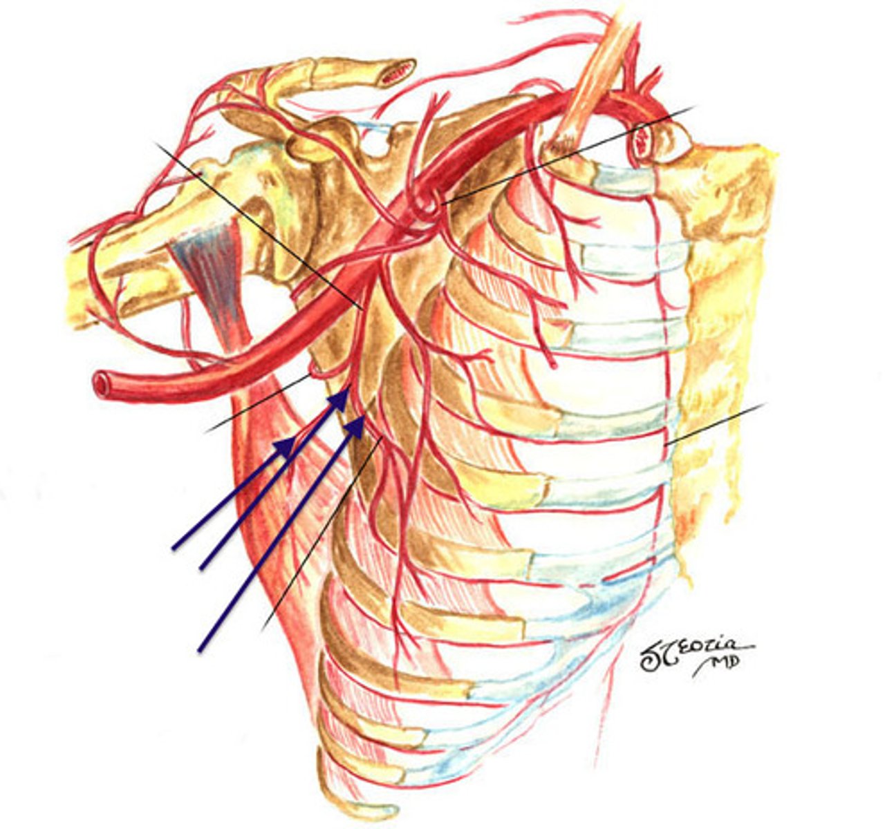 <p>branches off the subscapular artery, (secondary branch off 3rd part of axillary a.) supplies blood to the latissimus dorsi</p>