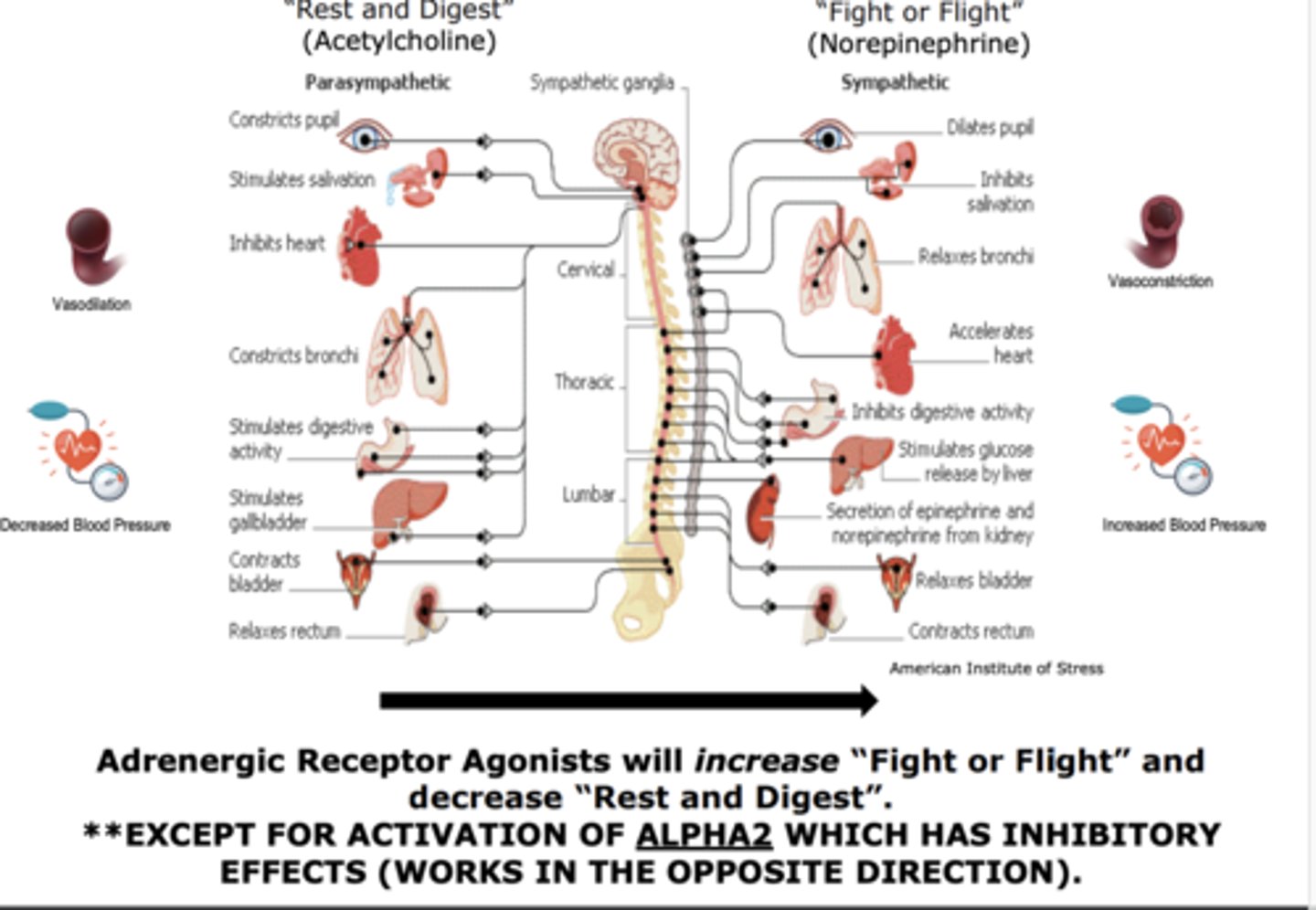 <p>ALPHA2 WHICH HAS INHIBITORY EFFECTS (WORKS IN THE OPPOSITE DIRECTION)</p>