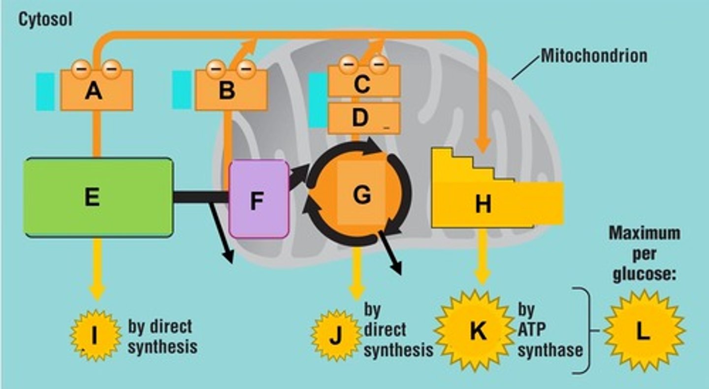 <p>Per glucose molecule, the net end products of glycolysis include _____________________, 2 NADH, and 2 ATP</p>