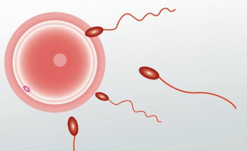 * Fusing of sperm and egg to for a zygote
* 2N = diploid