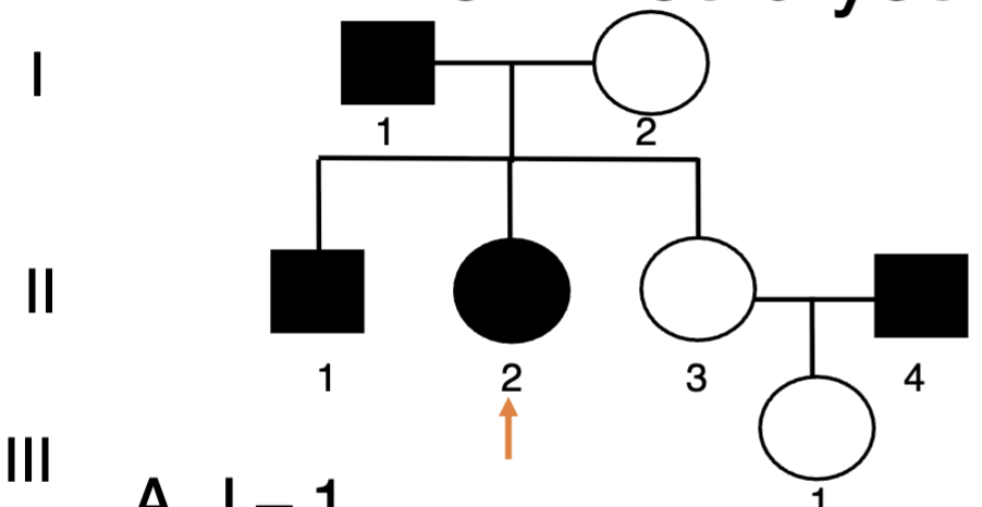 <p><span style="color: blue">If you wanted to refer to the individual pointed</span><span style="color: blue"><br></span><span style="color: blue">with an orange arrow in the pedigree below,</span><span style="color: blue"><br></span><span style="color: blue">how would you describe them?</span><span style="color: blue"><br></span><span style="color: blue">A. I – 1</span><span style="color: blue"><br></span><span style="color: blue">B. I – 2</span><span style="color: blue"><br></span><span style="color: blue">C. II- 2</span><span style="color: blue"><br></span><span style="color: blue">D. II – 3</span><span style="color: blue"><br></span><span style="color: blue">E. III - 1</span></p>