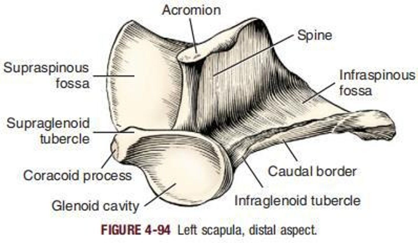 <p>The widened truncate distal end of the spine of the scapula is called the ___.</p>