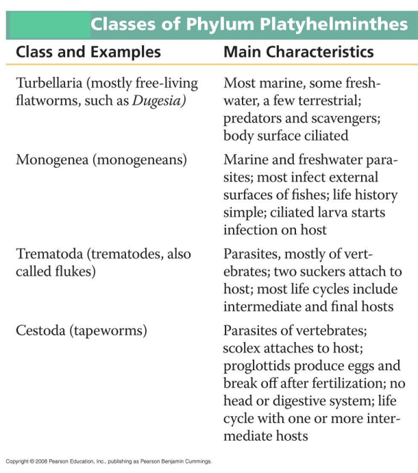 <p>Turbellia (mostly free-living flatworms, such as Dugesia)</p><p>Monogenea (monogeneans)</p><p>Trematoda (trematodes, also called flukes)</p><p>Cestoda (tapeworms)</p>