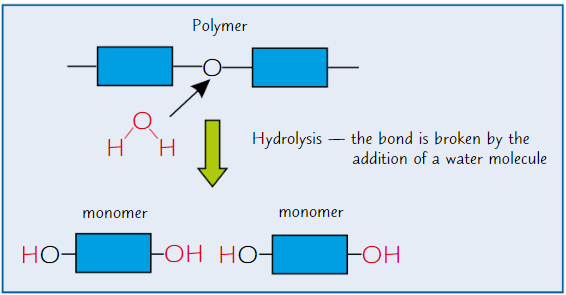 <p><strong>Breaking </strong>of <strong>chemical bond </strong>between monomers using <strong>water molecule</strong></p>