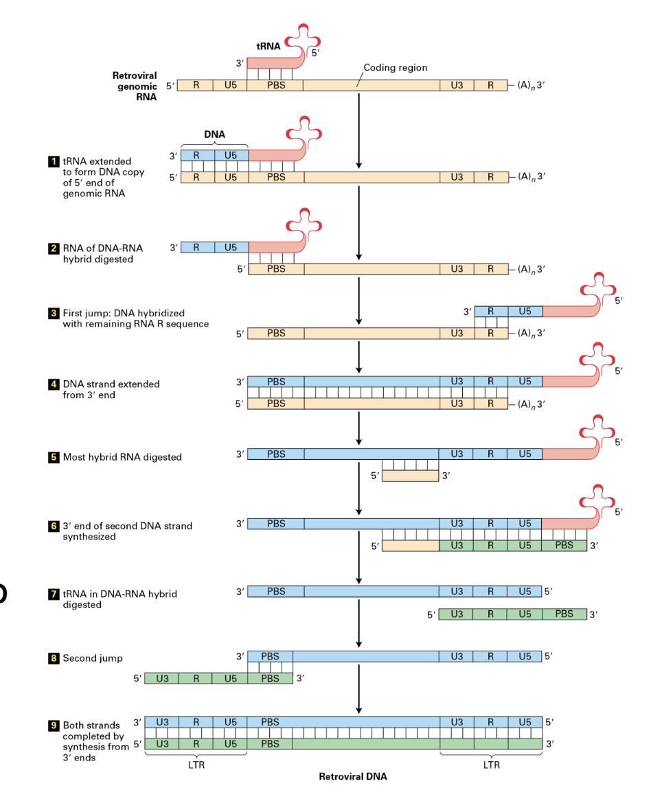 <ul><li><p>LTRs are first transcribed</p><ul><li><p>generating an <strong>RNA copy</strong> of most of their sequence, excluding part of the ends</p></li></ul></li><li><p>LTRs require a <strong>retrotranscriptase</strong> to convert the RNA molecule into DNA through a multiple step process. </p><ul><li><p>This process occur in the <em>cytoplasm</em>.</p></li></ul></li><li><p> A molecule of <strong>tRNA is used as a primer</strong> in the process</p><ul><li><p>RNA is complementary to tRNA which is why it can be used as a primer</p></li></ul></li><li><p>DNA is then imported to the nucleus in complex with <strong>integrase</strong> (a protein related to transposases used by DNA transposons) </p><ul><li><p>Ingrase will <strong>mediate the insertion into the genome</strong> using a similar mechanism as transposases do for DNA transposons</p></li></ul></li></ul><p></p>