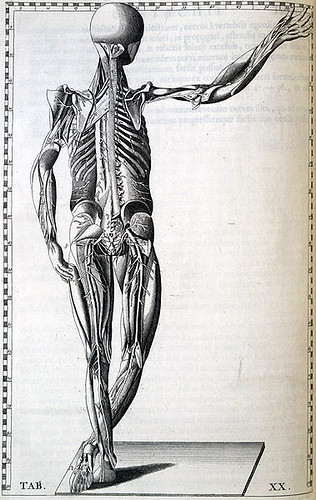 the division of the peripheral nervous system that controls the body's skeletal muscles. Also called the skeletal nervous system.
