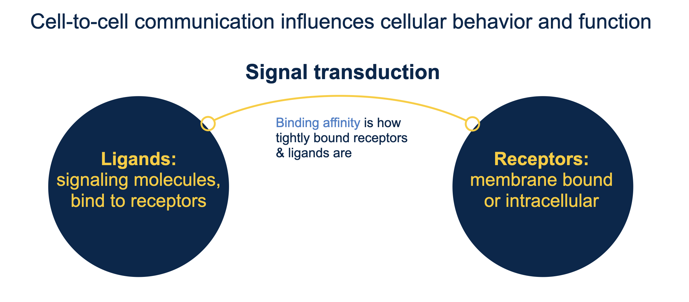 <p>binding affinity is how tightly bound receptors and ligands are → signal transduction</p><ul><li><p>ligands = signaling molecules, bind to receptors</p></li><li><p>receptors = membrane bound or intracellular</p></li></ul><p></p>