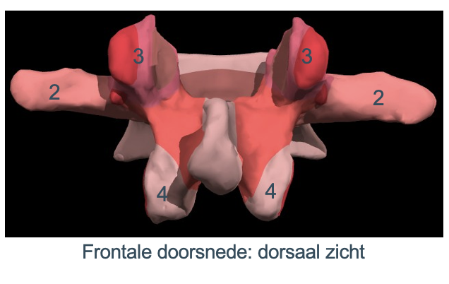 <p>Processus articularis superior</p>
