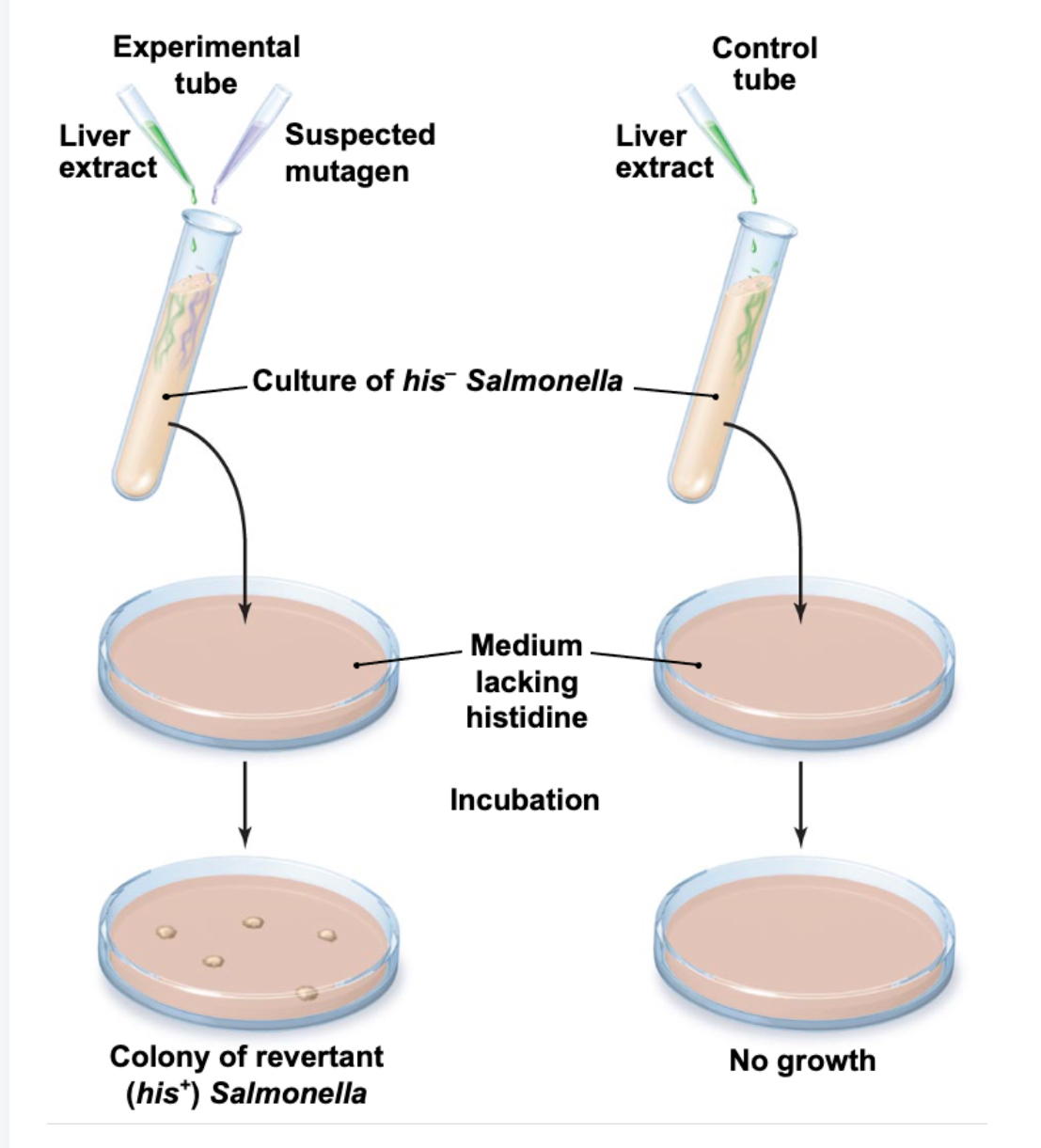 <p>A test that looks for a <strong>suspected mutagens and possible carcinogens</strong>. It starts with 2 tubes, one with the mutagen and one control (<strong>both have liver enzymes to activate mutagen) </strong>that are added to a plate that has histidine, an amino acid that the cell cannot break down, if the plates shows growth then the cell was mutated to be able to break down the histidine and the suspected substance is a mutagen</p>