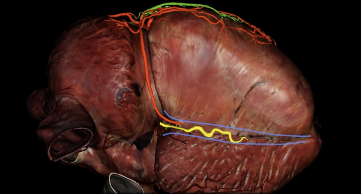 <p>What us highlighted in yellow?</p>