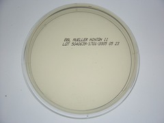 <p>A petri dish containing a nutrient medium solidified with agar.</p>