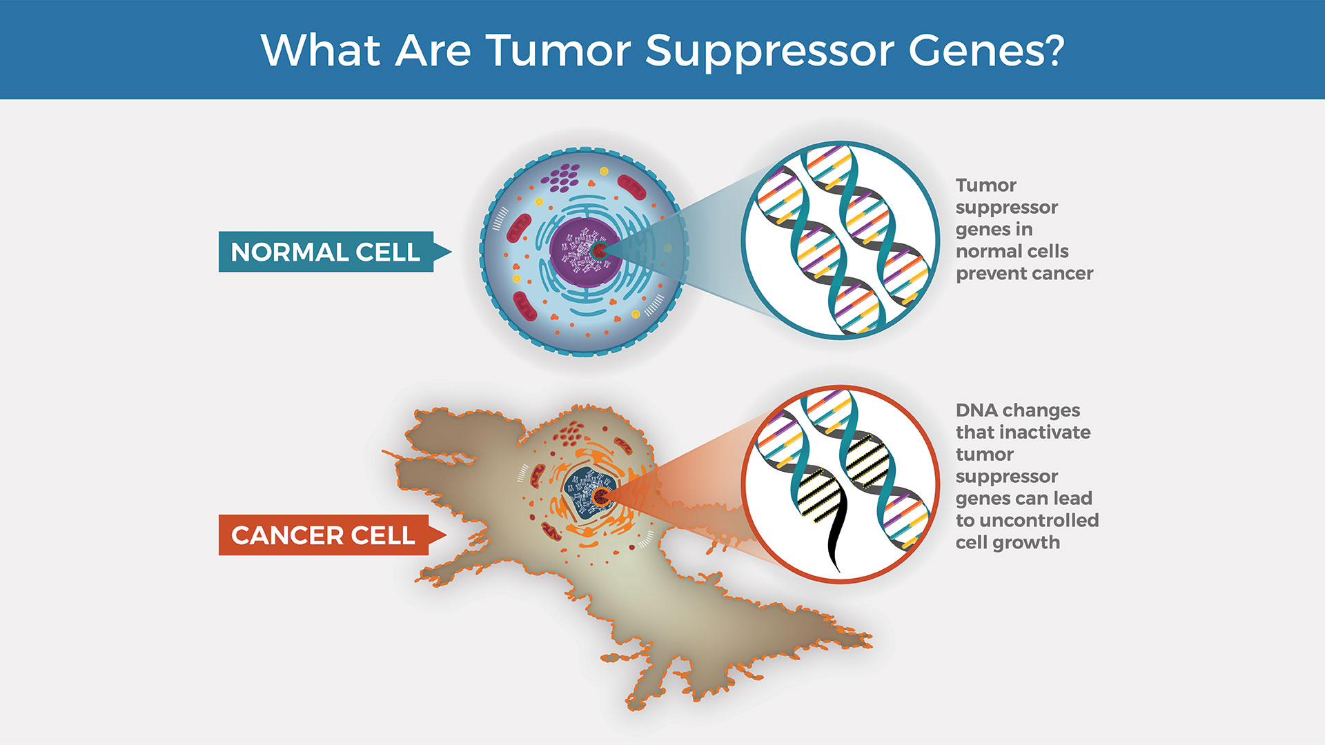 <p><span><span>Genes that code for protein products that regulate and slow down the cell cycle, </span></span></p><ul><li><p><span><span> promote apoptosis, which is programmed cell death.</span></span></p></li></ul><p></p>