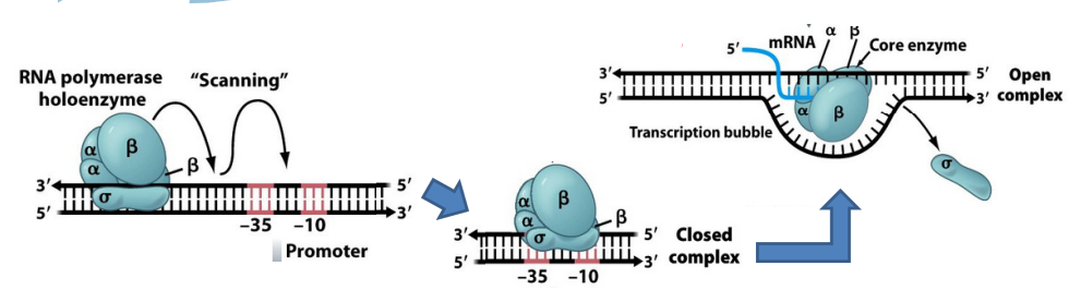 <p>Most sigma factors <strong><u>recognize promoter sequences</u></strong> at positions <span style="color: yellow;"><strong><u>-35 bp, -10 bp</u></strong></span><strong><u> upstream of transcription start.</u></strong></p>