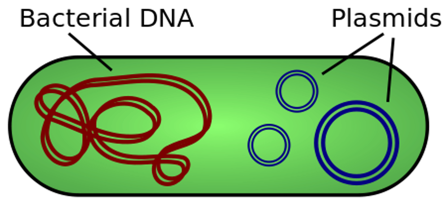 <p>plasmids</p>