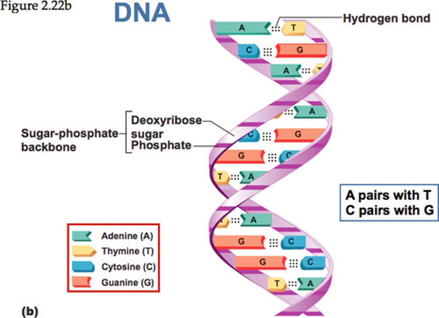 <p>A nitrogenous base found in both DNA and RNA; pairs only with cytosine.</p>