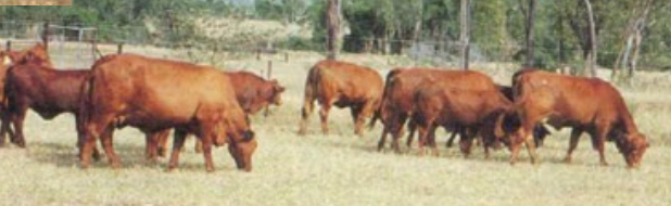 <p>Do these cows receive phosphorus supplement? </p>