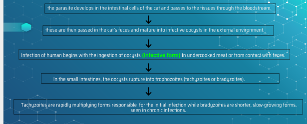 <p>defenitive host: domestic cat or other felines</p><p>intermediate host: humans and other mammals</p>