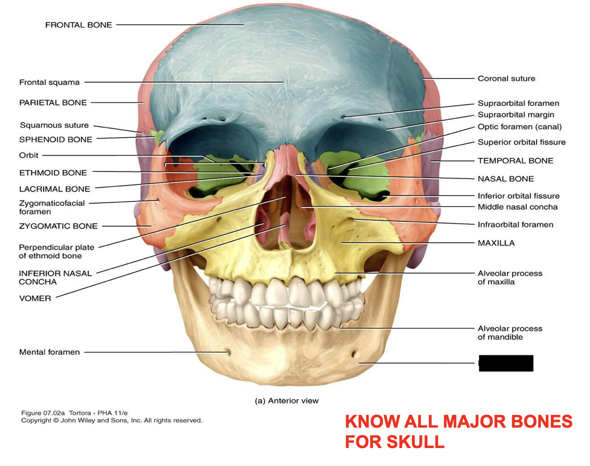 this is the skull, what major bone is this?