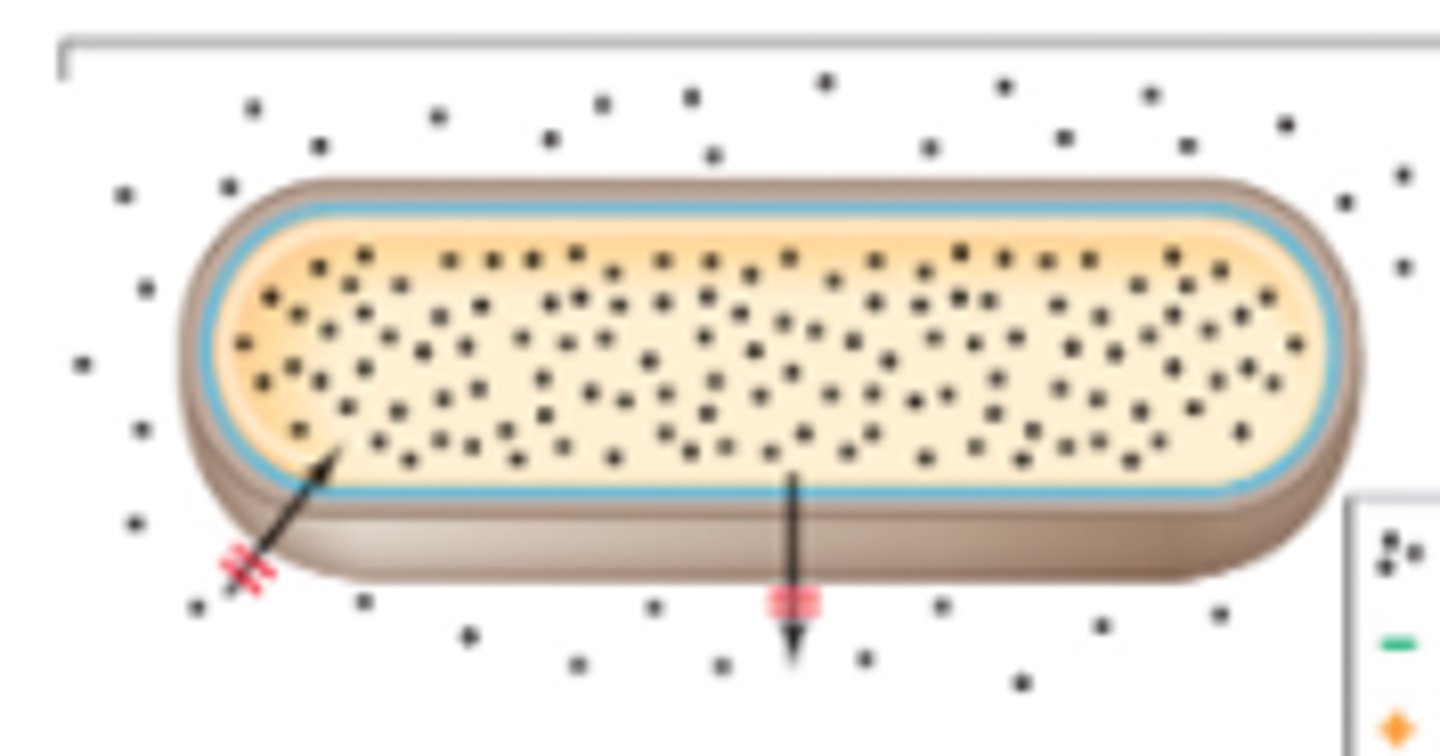 <p>what type of barrier do cell connections create?</p>