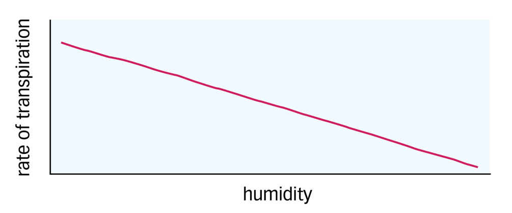 <p><span>The rate of transpiration is higher when the air is less humid as there is an increased water vapour potential gradient.</span></p>