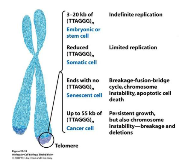 <p>Stem and germ-line cells — indefinite, abundant</p><p>Somatic cells — limited, can stop</p><p>Senescent cells — not making telomeres, stop dividing when reaches signal</p><p>Cancer cells — high levels of telomerase (<strong><em>more than stem/germ</em></strong>), persistent growth</p>