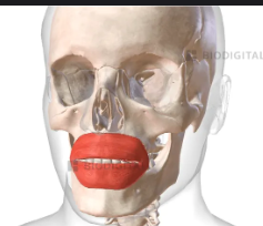 <p>Circular lip muscle that closes and protrudes the lips; the “kissing” muscle. </p>