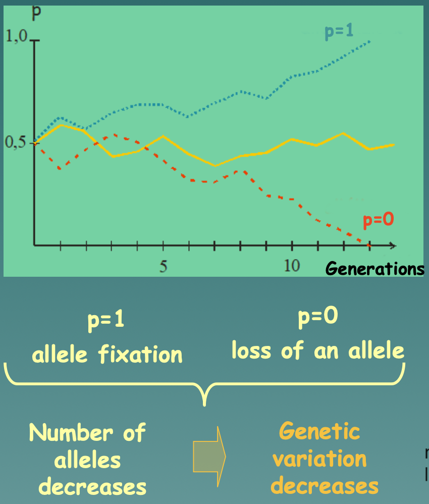 Random changes in allele frequency through several generations