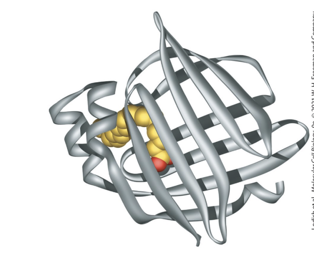 <p>small cytosolic proteins facilitate movement of fatty acids </p><ul><li><p>contain a hydrophobic pocket lined by β sheets that binds fatty acids </p></li></ul><p></p>