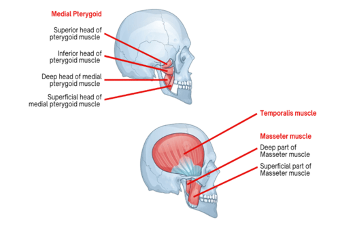 <p>Trigeminal nerve (CN V)</p>