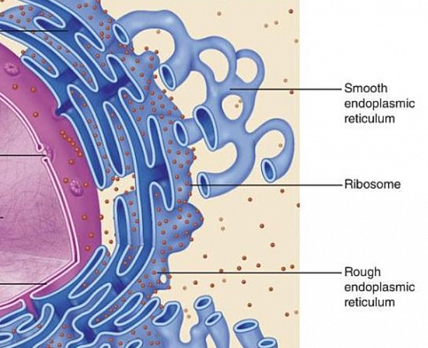 <p>free ribosomes</p>