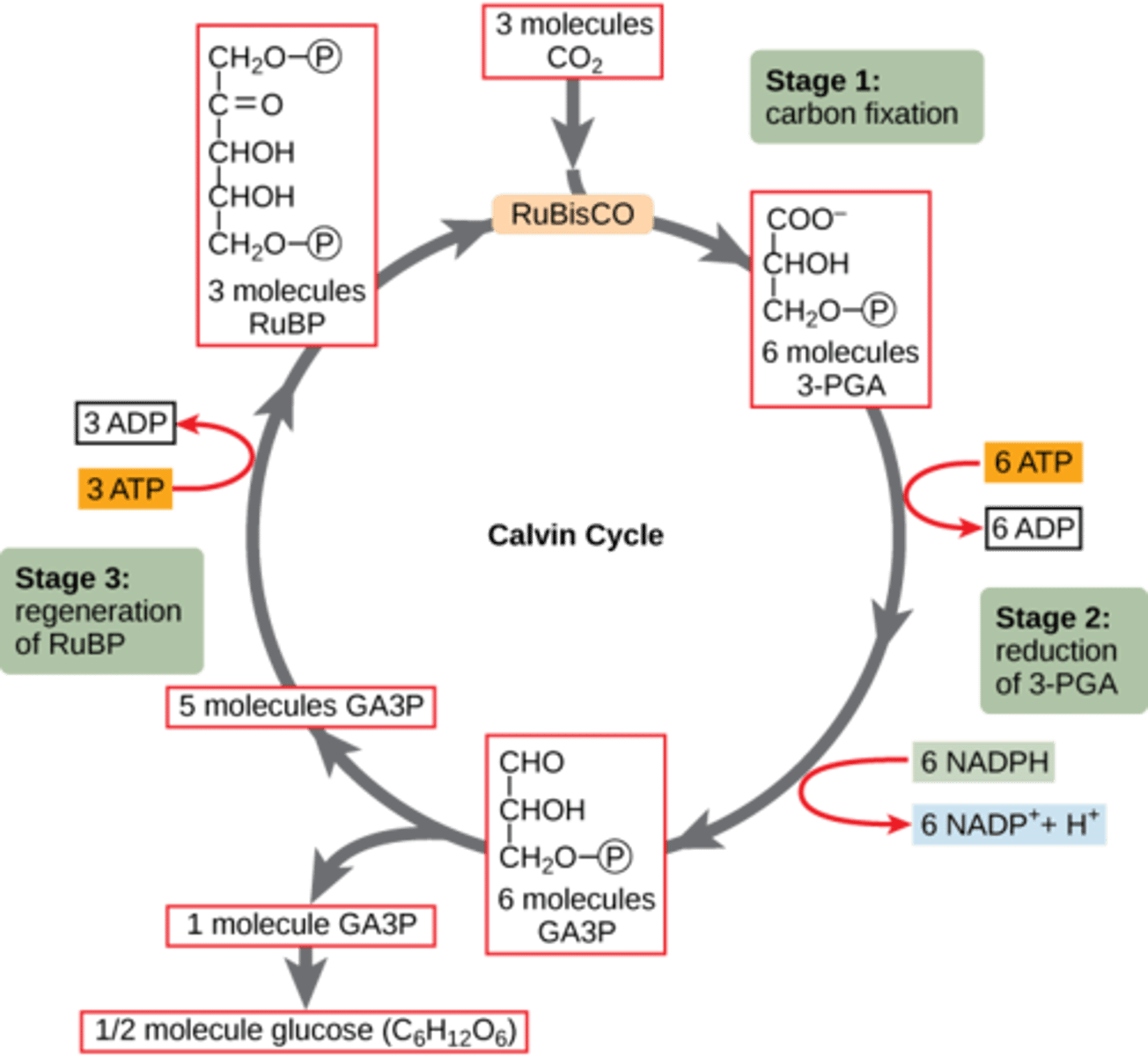 <p>1. Fixation of CO2<br>2. Reduction of CO2<br>3. Regeneration of RuBP</p>