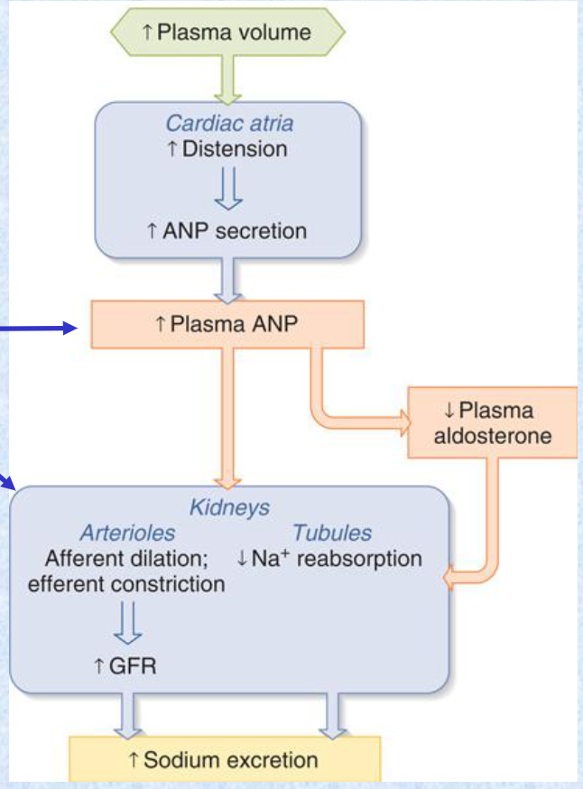 <p>dilate; excretion; lowers blood pressure</p>