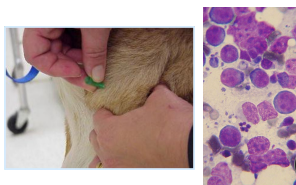 <p>Diagnosing canine lymphoma </p>