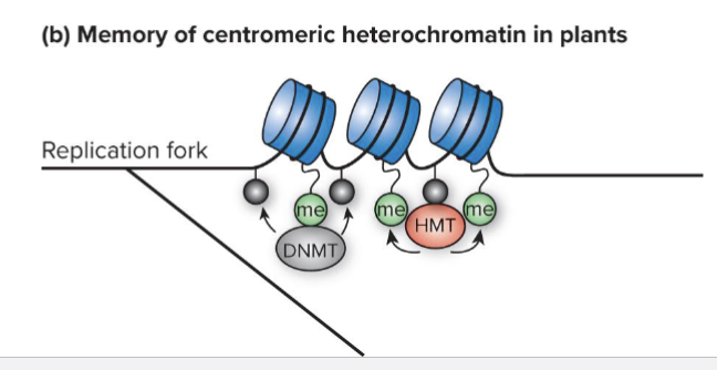 <ul><li><p>Plant heterochromatin be re-formed after cell division</p></li><li><p>H3K9me marks remaining on some nucleosomes recruit a DNMT that methylates cytosines</p></li><li><p>Methylated cytosines attract an HMT in feedback loop</p></li></ul><p></p>